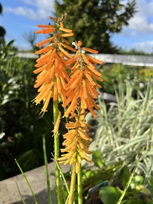 Raketblomst 'Mango Popsicle'®